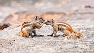 Streifenhörnchen auf Fuerteventura